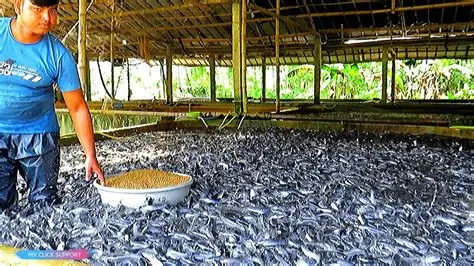 Ternak Ikan Lele: Panduan Praktis untuk Pemula